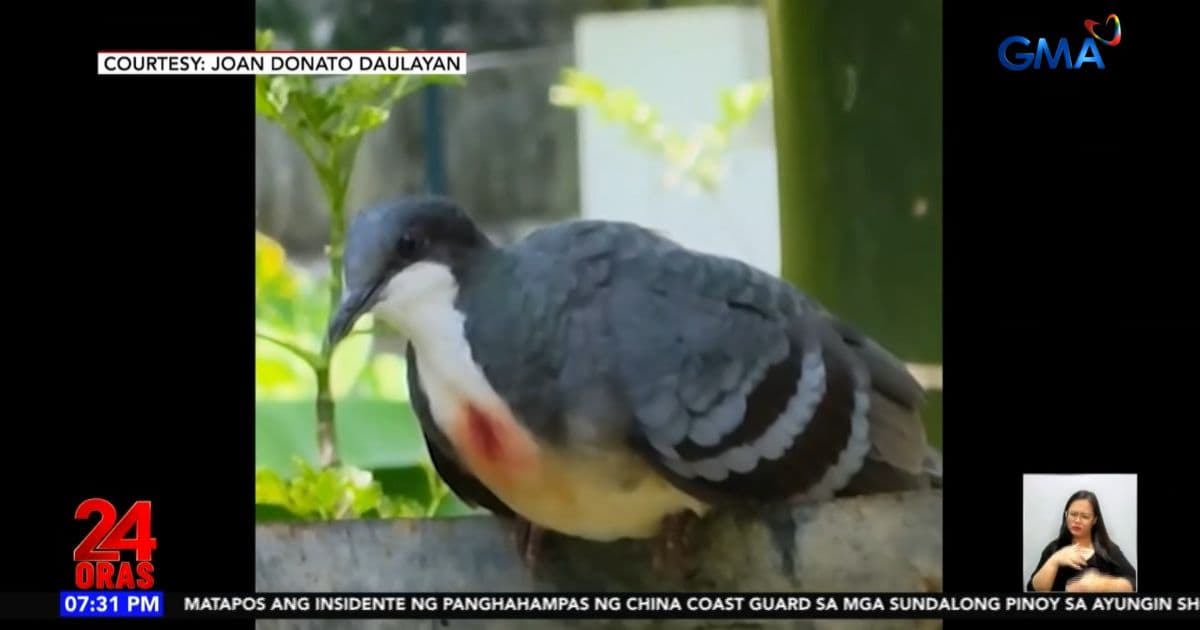 Rare Luzon Bleeding-heart Pigeon Spotted in Ifugao Backyard